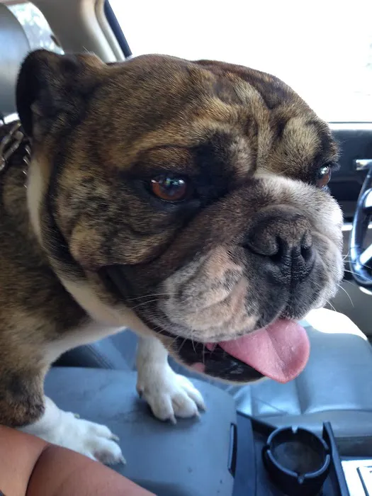 Animal Medical Center PC Picture 8