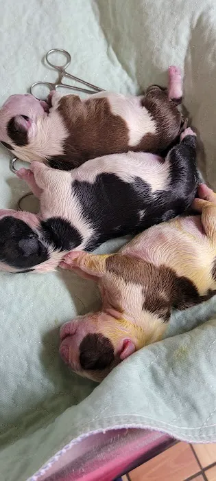 Animal Medical Center PC Picture 7