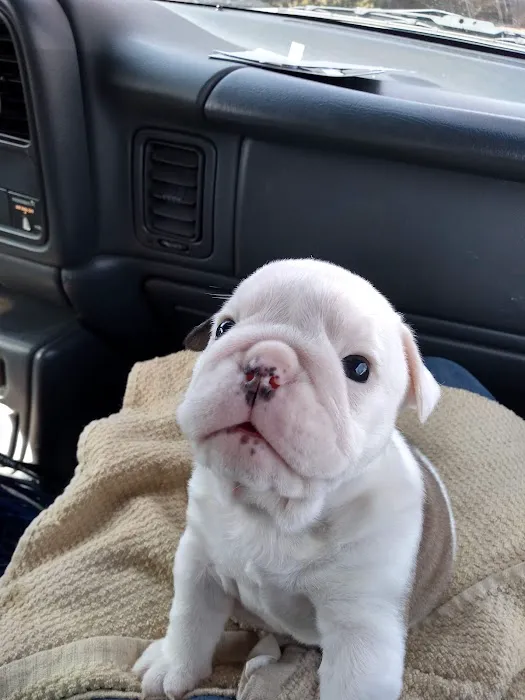 Animal Medical Center PC Picture 5