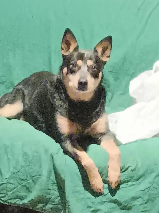 Messick William K DVM Picture 1