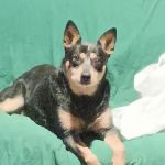 Messick William K DVM