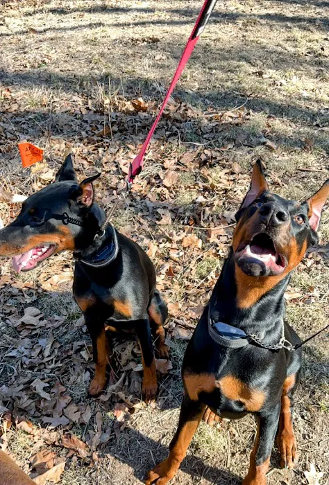 Blumhorst Veterinary Hospital Picture 1