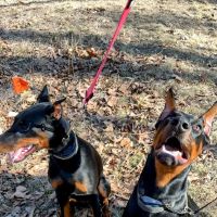 Blumhorst Veterinary Hospital ico