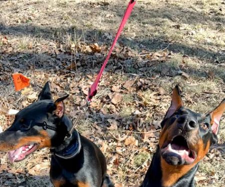 Blumhorst Veterinary Hospital