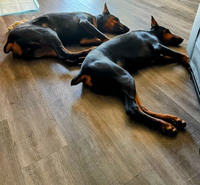 Blumhorst Veterinary Hospital Picture 2