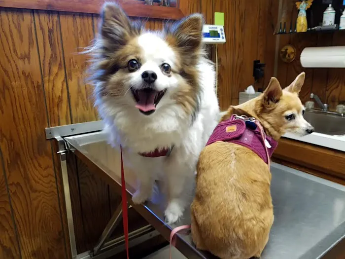 Blumhorst Veterinary Hospital Picture 7