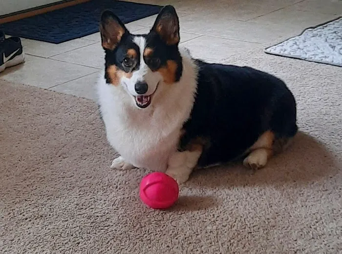 Blumhorst Veterinary Hospital Picture 10