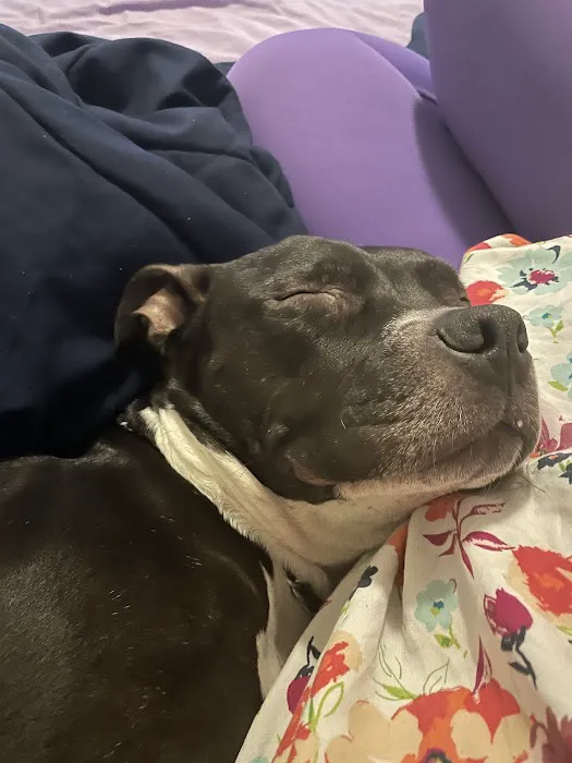 Highline Veterinary Services Picture 1