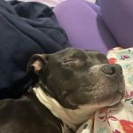 Highline Veterinary Services