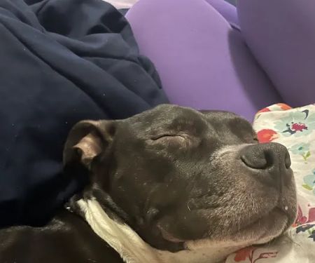 Highline Veterinary Services