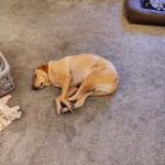 Koch-Stigge Veterinary Clinic