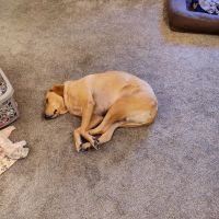 Koch-Stigge Veterinary Clinic ico