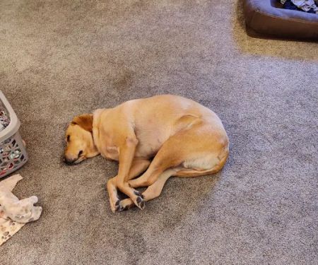 Koch-Stigge Veterinary Clinic