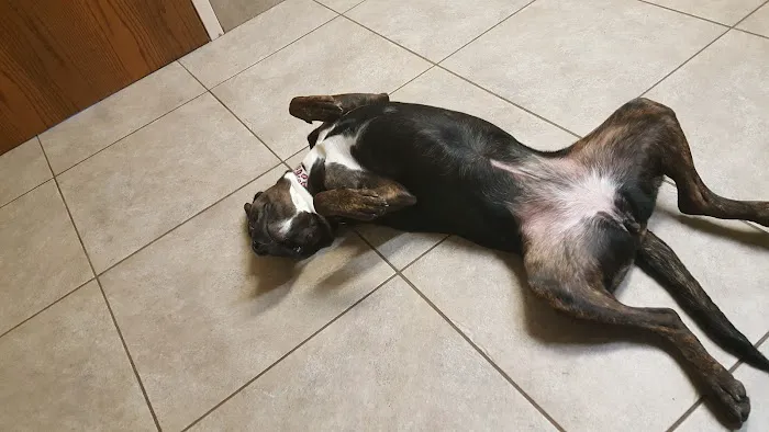 Koch-Stigge Veterinary Clinic Picture 6