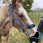 Wagner Horse Doc LLC