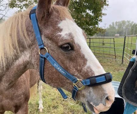 Wagner Horse Doc LLC