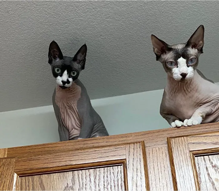 Planet Sphynx Picture 1