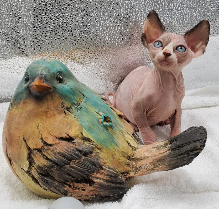 Planet Sphynx Picture 3