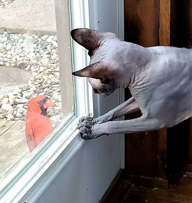 Planet Sphynx Picture 4