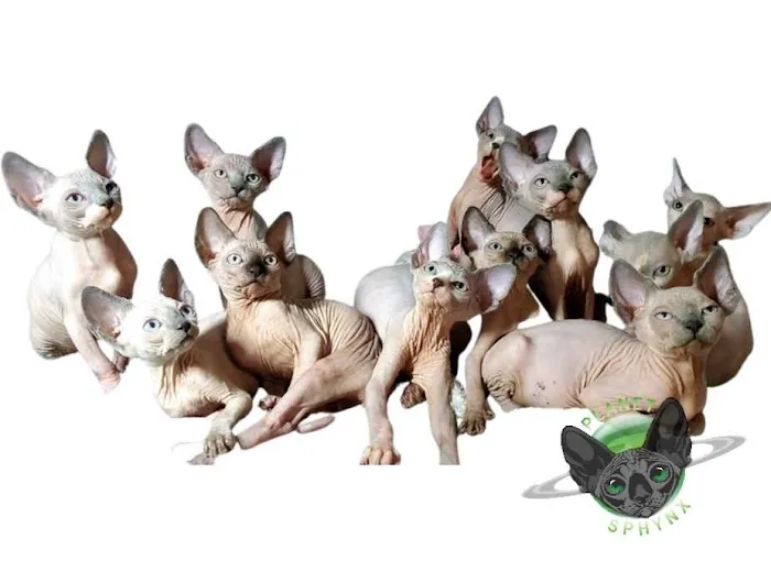 Planet Sphynx Picture 2