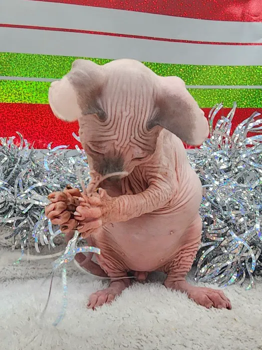 Planet Sphynx Picture 7