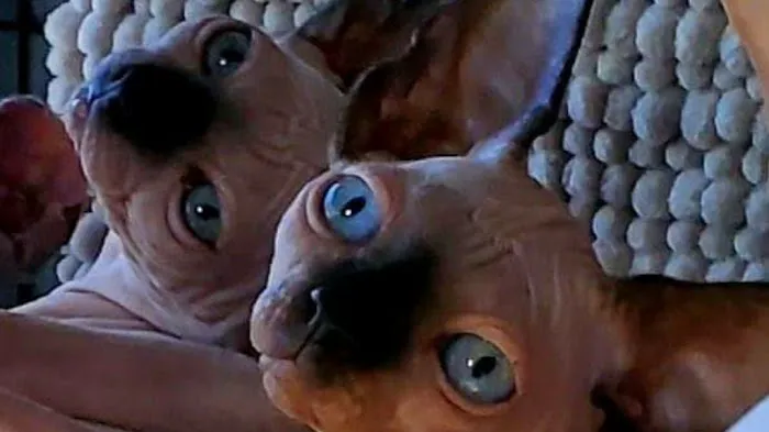 Planet Sphynx Picture 5