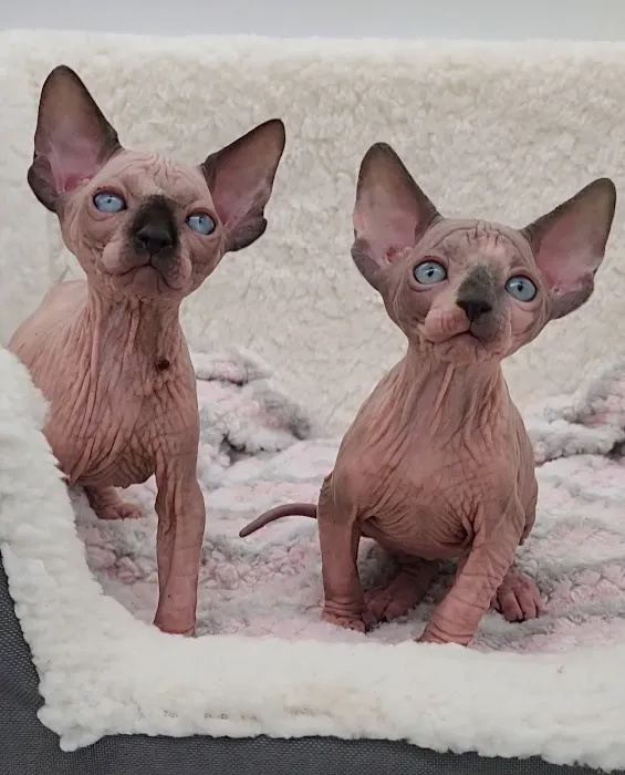 Planet Sphynx Picture 9