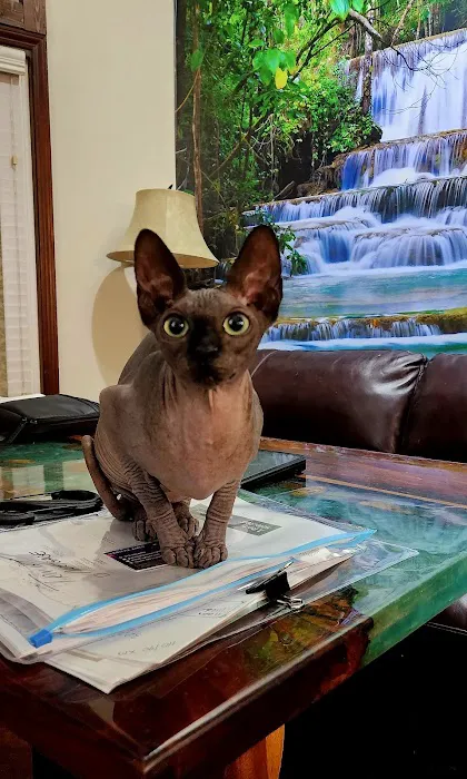 Planet Sphynx Picture 6