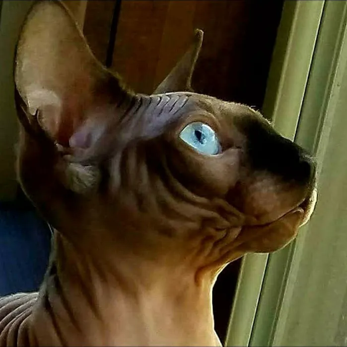 Planet Sphynx Picture 8
