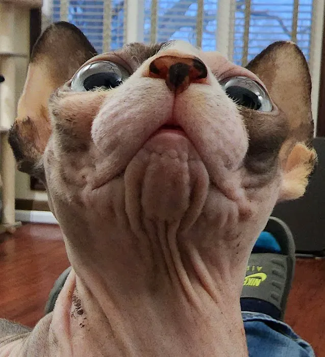 Planet Sphynx Picture 10