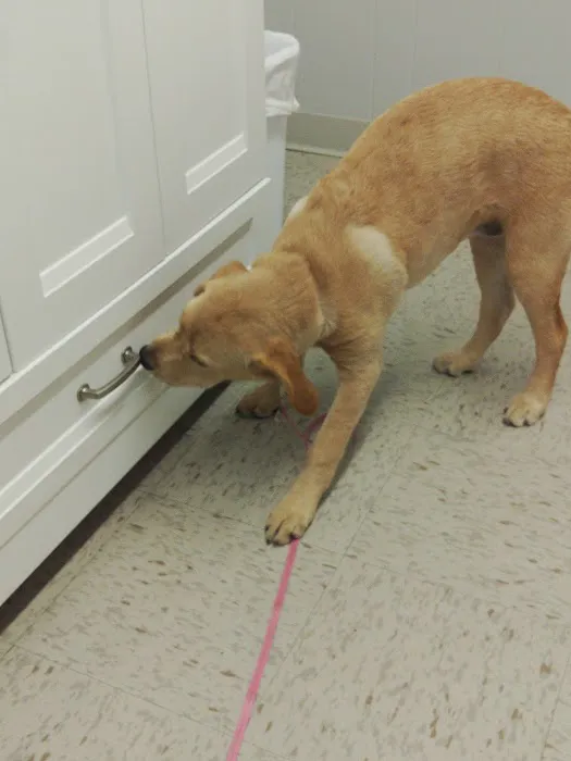 Drexel Veterinary Clinic Picture 3