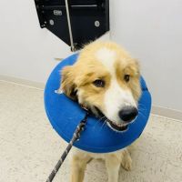 Drexel Veterinary Clinic ico