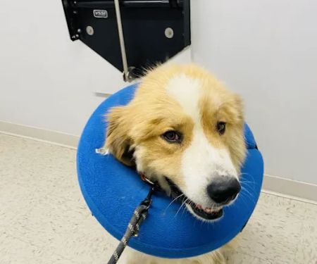 Drexel Veterinary Clinic