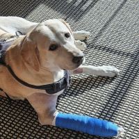 Spalding Animal Clinic ico