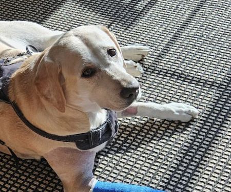 Spalding Animal Clinic