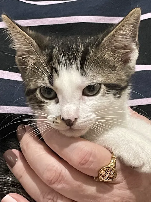 Nall Hills Animal Hospital Picture 1