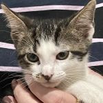 Nall Hills Animal Hospital