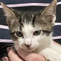 Nall Hills Animal Hospital ico