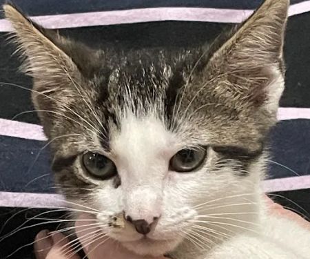 Nall Hills Animal Hospital