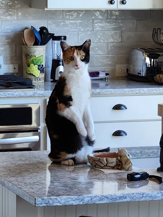 Nall Hills Animal Hospital Picture 6