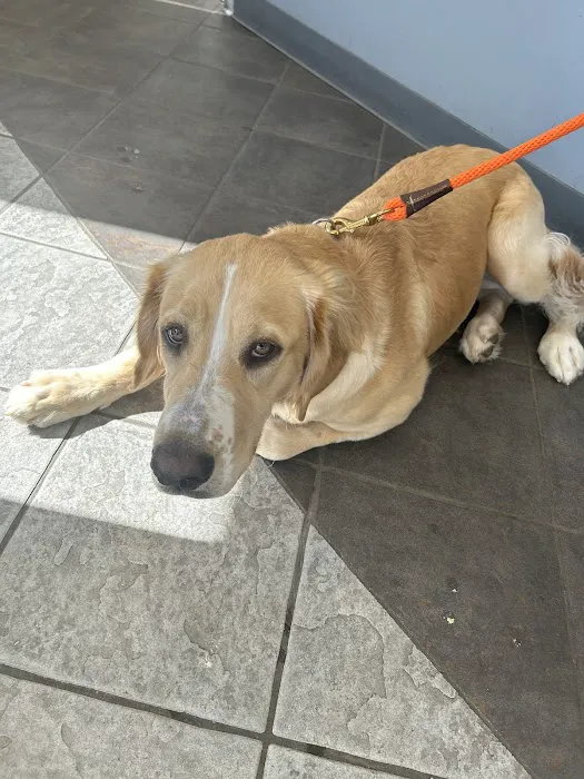 Petworks Veterinary Hospital Picture 3