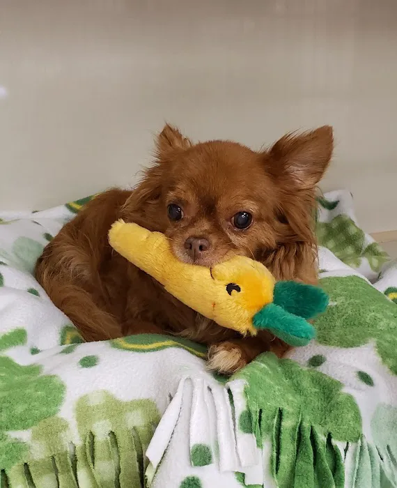 Petworks Veterinary Hospital Picture 1