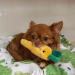 Petworks Veterinary Hospital