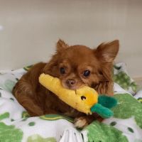 Petworks Veterinary Hospital ico