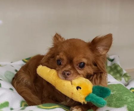 Petworks Veterinary Hospital