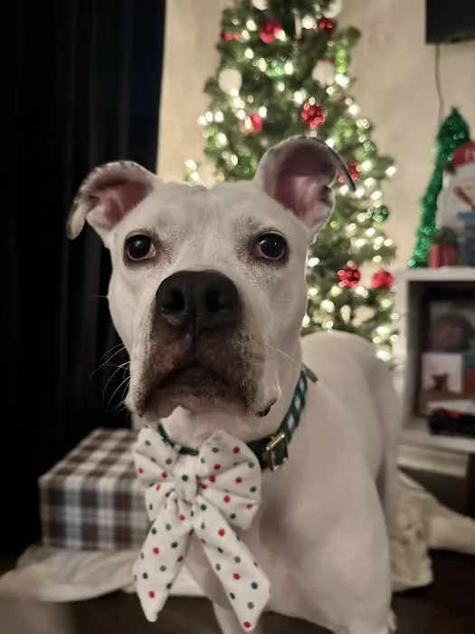 Petworks Veterinary Hospital Picture 5