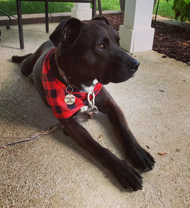 Petworks Veterinary Hospital Picture 4