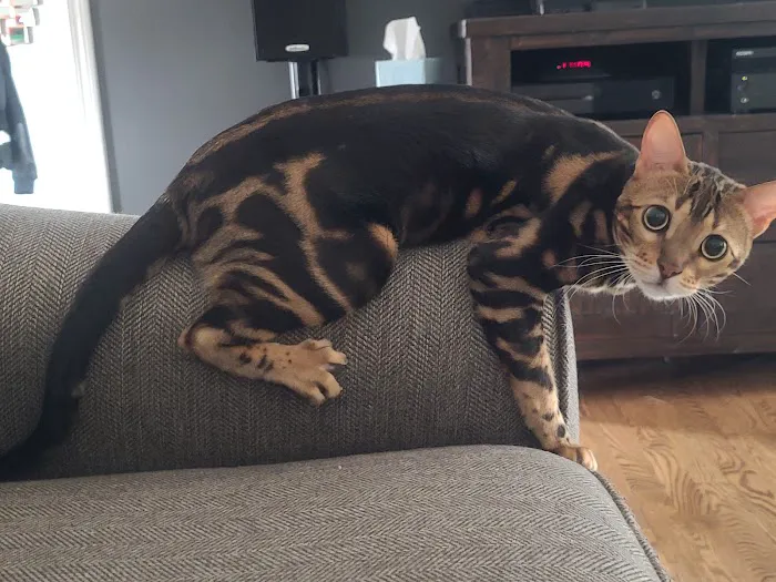 Petworks Veterinary Hospital Picture 8