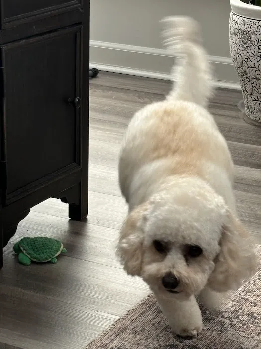 Petworks Veterinary Hospital Picture 7