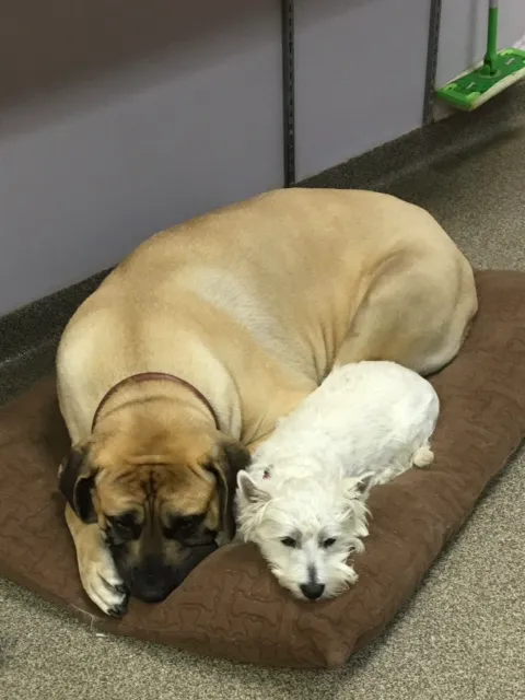 Petworks Veterinary Hospital Picture 9